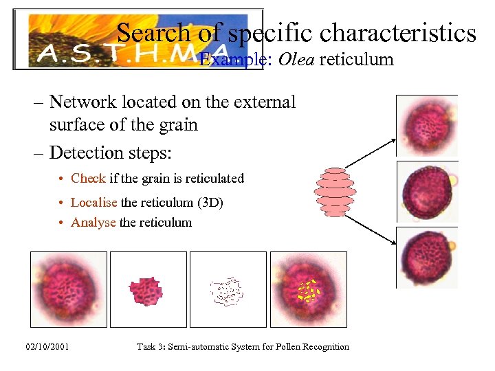 Search of specific characteristics Example: Olea reticulum – Network located on the external surface