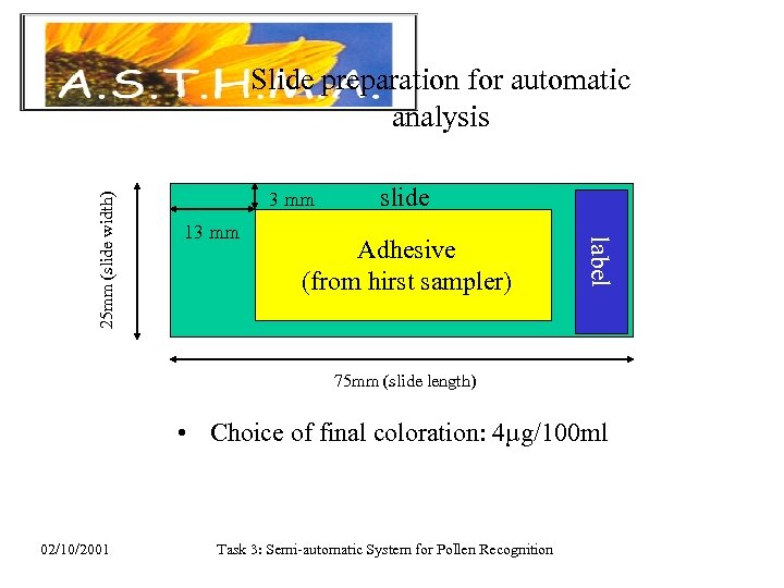 3 mm 13 mm slide Adhesive (from hirst sampler) label 25 mm (slide width)