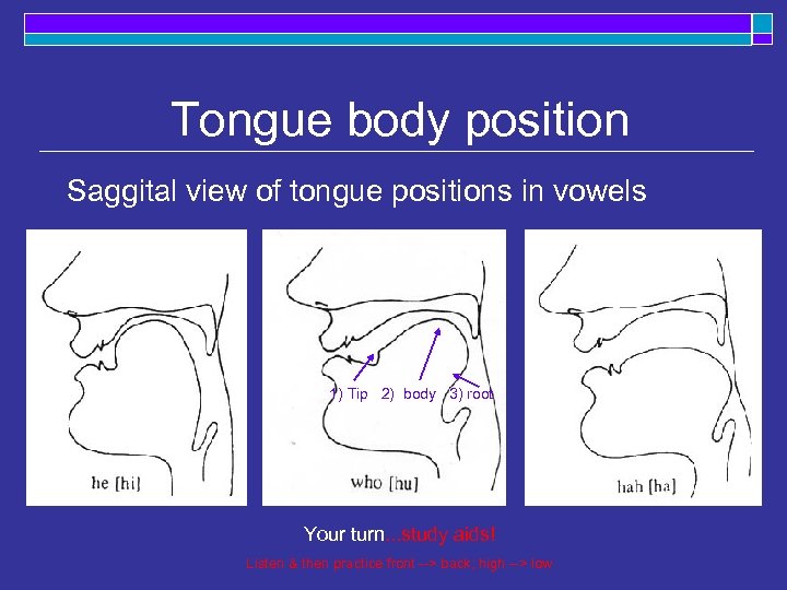 Tongue body position Saggital view of tongue positions in vowels 1) Tip 2) body