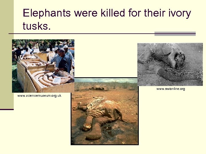 Elephants were killed for their ivory tusks. www. awionline. org www. sciencemuseum. org. uk