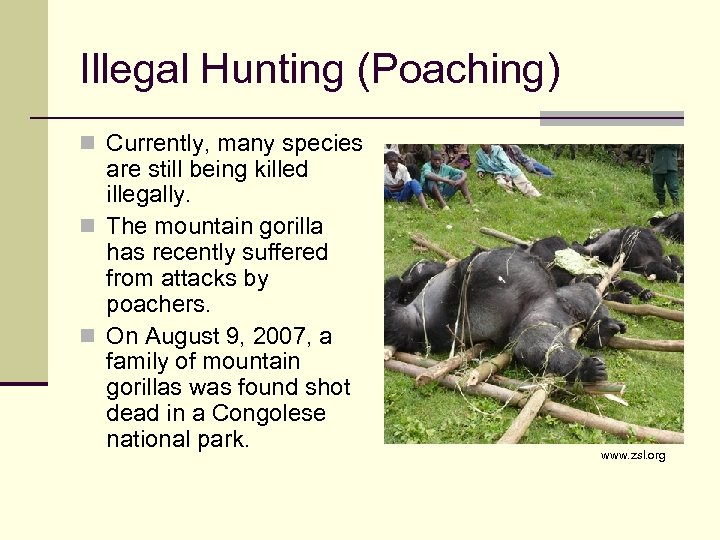 Illegal Hunting (Poaching) n Currently, many species are still being killed illegally. n The