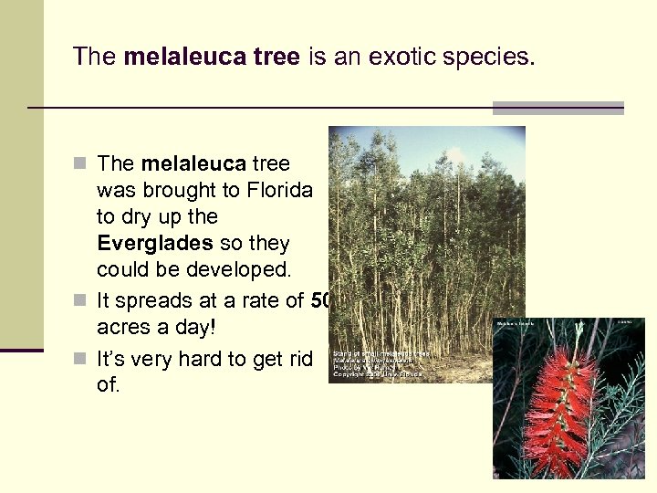 The melaleuca tree is an exotic species. n The melaleuca tree was brought to