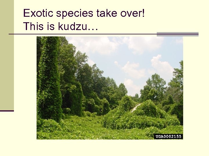 Exotic species take over! This is kudzu… 