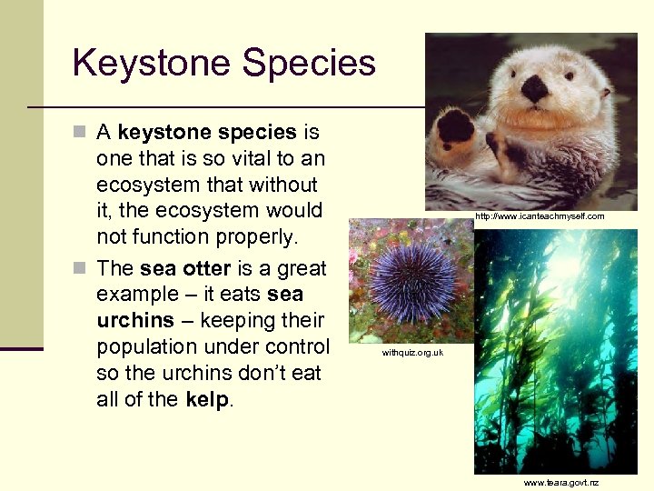 Keystone Species n A keystone species is one that is so vital to an