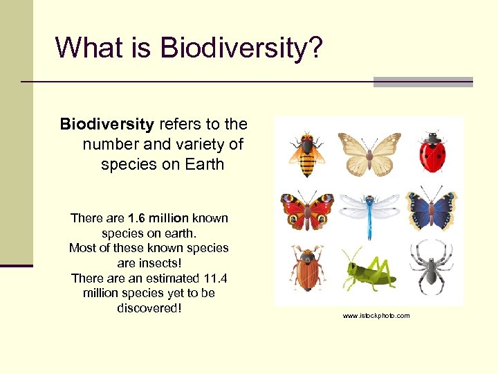 What is Biodiversity? Biodiversity refers to the number and variety of species on Earth