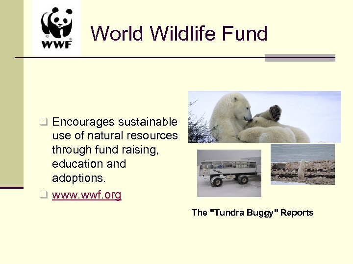 World Wildlife Fund q Encourages sustainable use of natural resources through fund raising, education