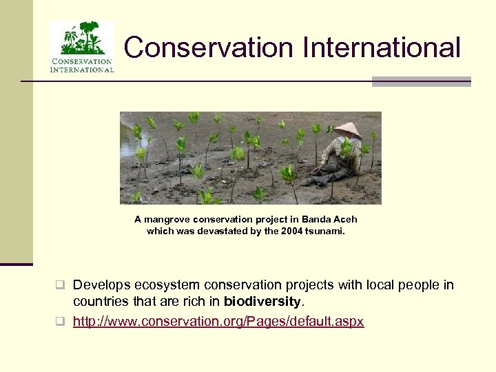 Conservation International A mangrove conservation project in Banda Aceh which was devastated by the