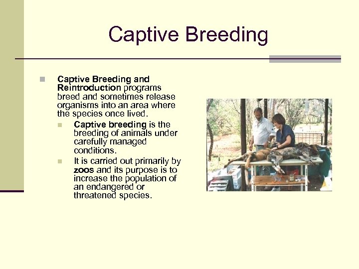 Captive Breeding n Captive Breeding and Reintroduction programs breed and sometimes release organisms into