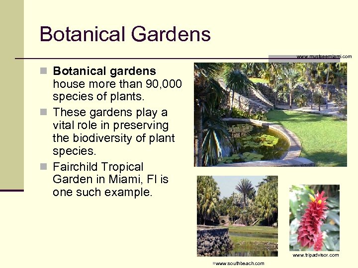 Botanical Gardens nwww. mustseemiami. com n Botanical gardens house more than 90, 000 species