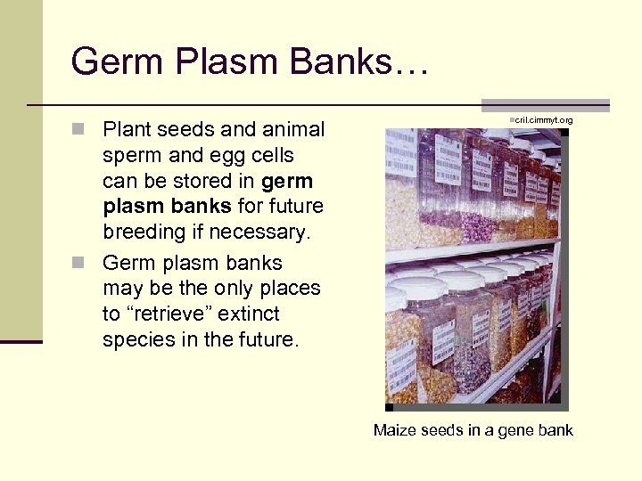 Germ Plasm Banks… n Plant seeds and animal ncril. cimmyt. org sperm and egg