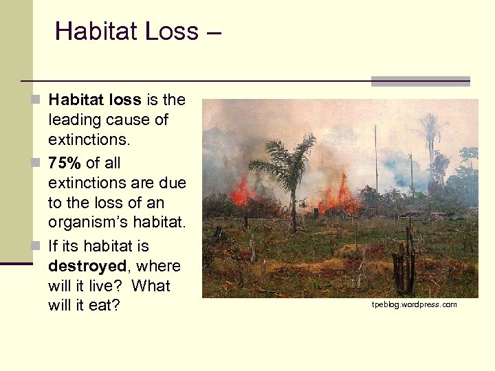 Habitat Loss – n Habitat loss is the leading cause of extinctions. n 75%