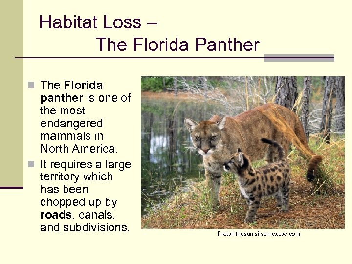 Habitat Loss – The Florida Panther n The Florida panther is one of the