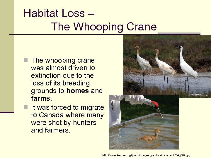 Habitat Loss – The Whooping Crane n The whooping crane was almost driven to