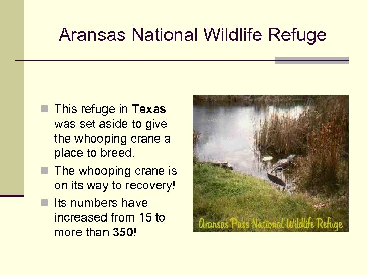 Aransas National Wildlife Refuge n This refuge in Texas was set aside to give