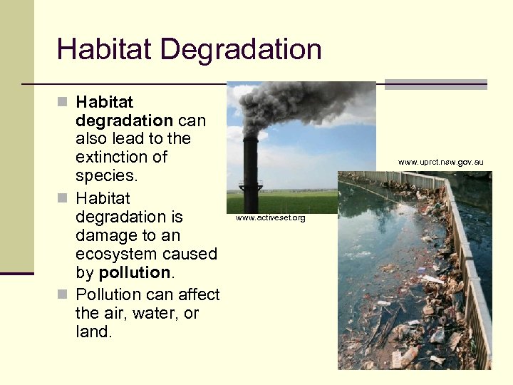 Habitat Degradation n Habitat degradation can also lead to the extinction of species. n