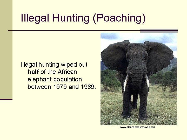 Illegal Hunting (Poaching) Illegal hunting wiped out half of the African elephant population between