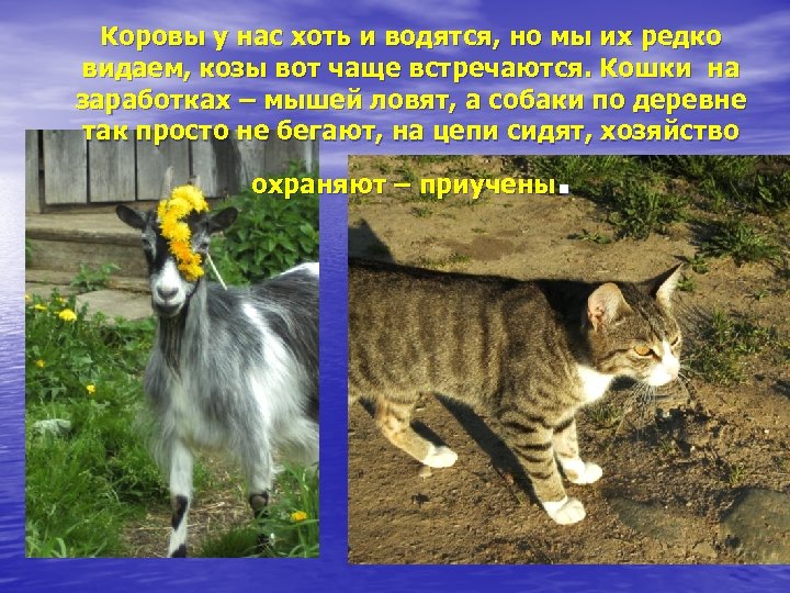 Коровы у нас хоть и водятся, но мы их редко видаем, козы вот чаще