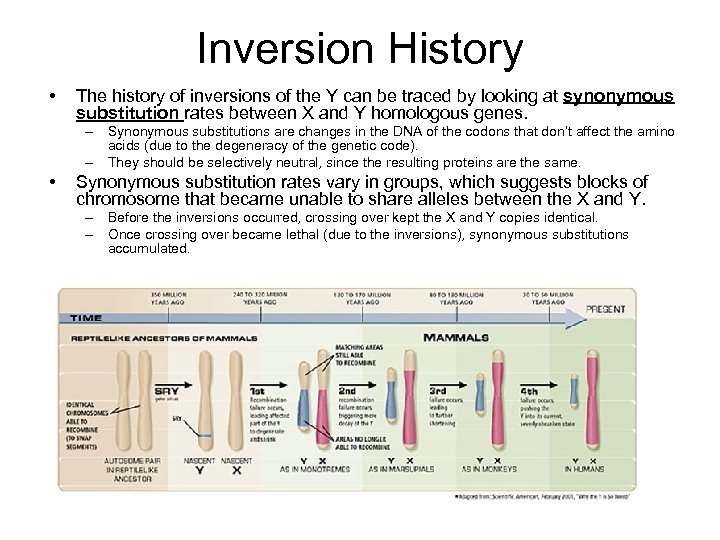 Inversion History • The history of inversions of the Y can be traced by