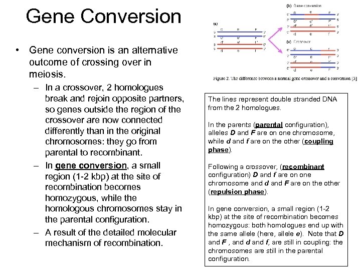 Gene Conversion • Gene conversion is an alternative outcome of crossing over in meiosis.