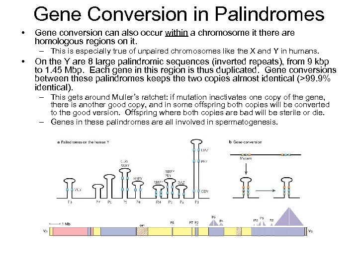 Gene Conversion in Palindromes • Gene conversion can also occur within a chromosome it