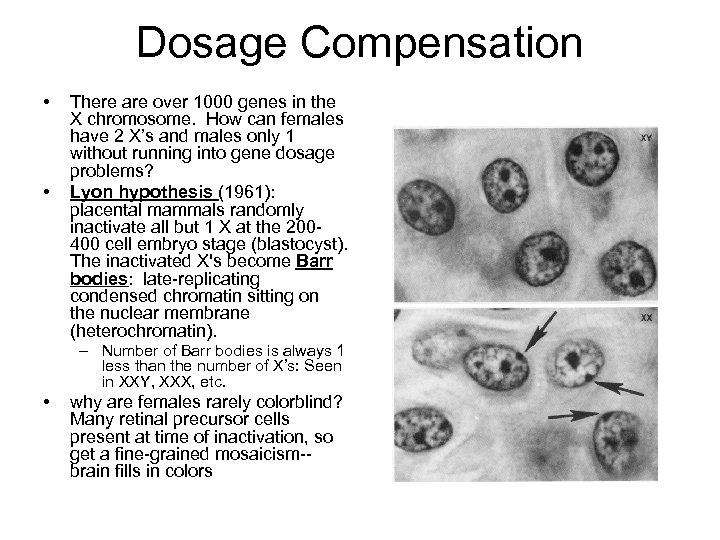 Dosage Compensation • • There are over 1000 genes in the X chromosome. How