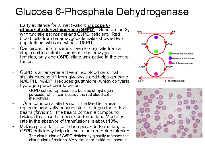 Glucose 6 -Phosphate Dehydrogenase • • • Early evidence for X-inactivation: glucose 6 phosphate