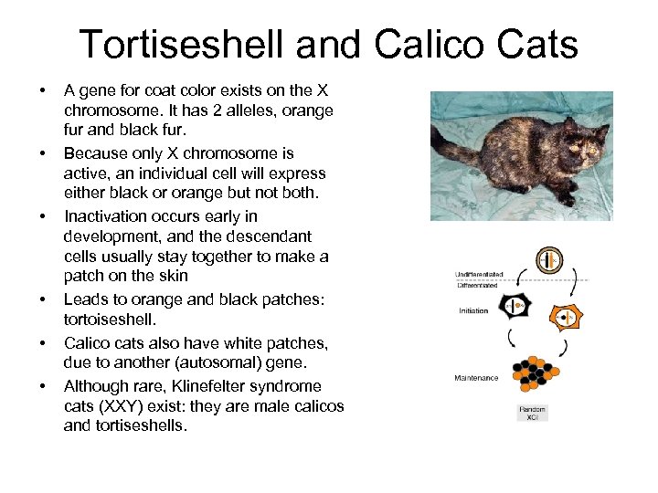 Tortiseshell and Calico Cats • • • A gene for coat color exists on