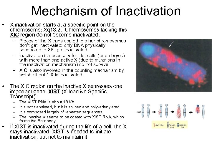 Mechanism of Inactivation • X inactivation starts at a specific point on the chromosome: