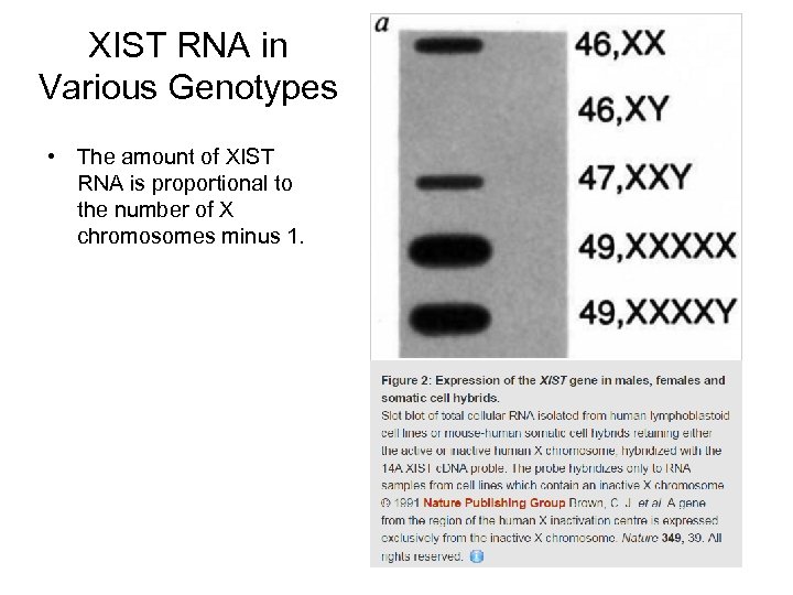 XIST RNA in Various Genotypes • The amount of XIST RNA is proportional to