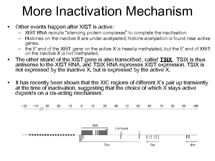 More Inactivation Mechanism • Other events happen after XIST is active: – XIST RNA