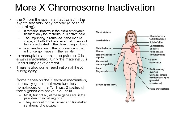 More X Chromosome Inactivation • the X from the sperm is inactivated in the