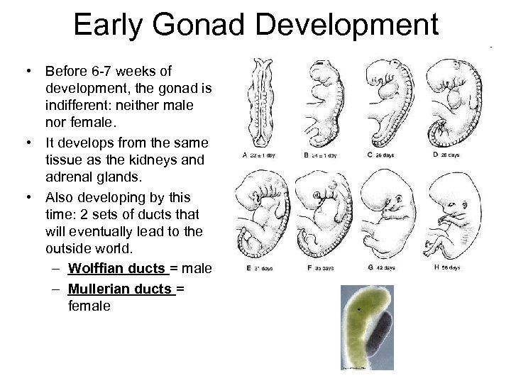 Early Gonad Development • Before 6 -7 weeks of development, the gonad is indifferent: