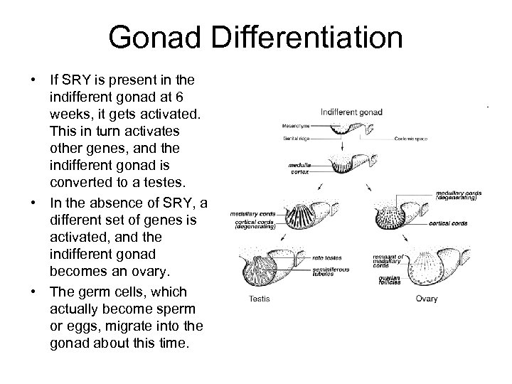 Gonad Differentiation • If SRY is present in the indifferent gonad at 6 weeks,