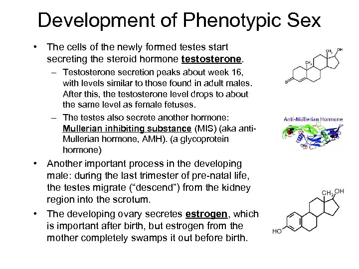 Development of Phenotypic Sex • The cells of the newly formed testes start secreting