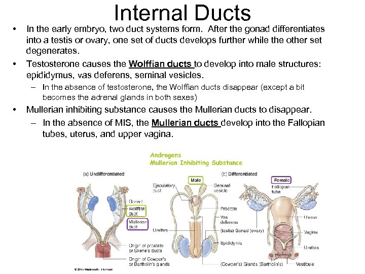  • • Internal Ducts In the early embryo, two duct systems form. After