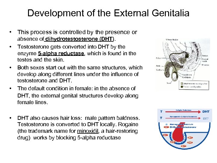 Development of the External Genitalia • This process is controlled by the presence or