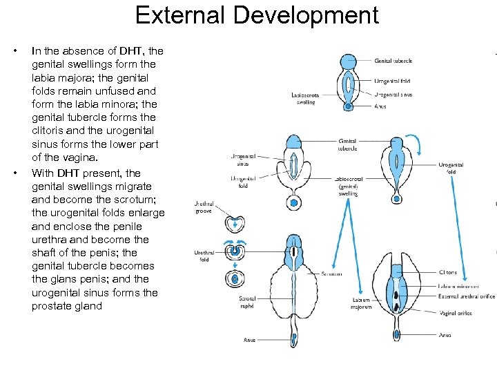 External Development • • In the absence of DHT, the genital swellings form the