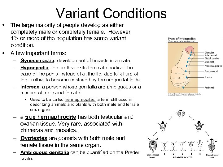 Variant Conditions • • The large majority of people develop as either completely male