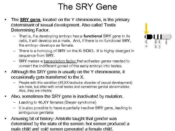 The SRY Gene • The SRY gene, located on the Y chromosome, is the