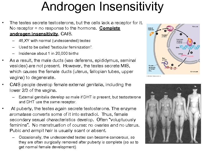 Androgen Insensitivity • The testes secrete testosterone, but the cells lack a receptor for