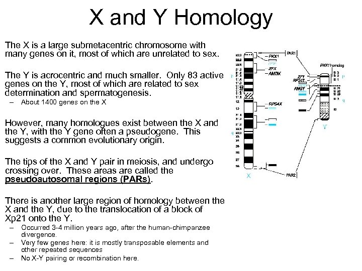 X And Y Chromosomes Sex Chromosomes 