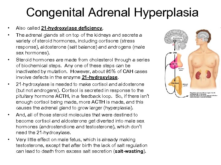 Congenital Adrenal Hyperplasia • • • Also called 21 -hydroxylase deficiency. The adrenal glands