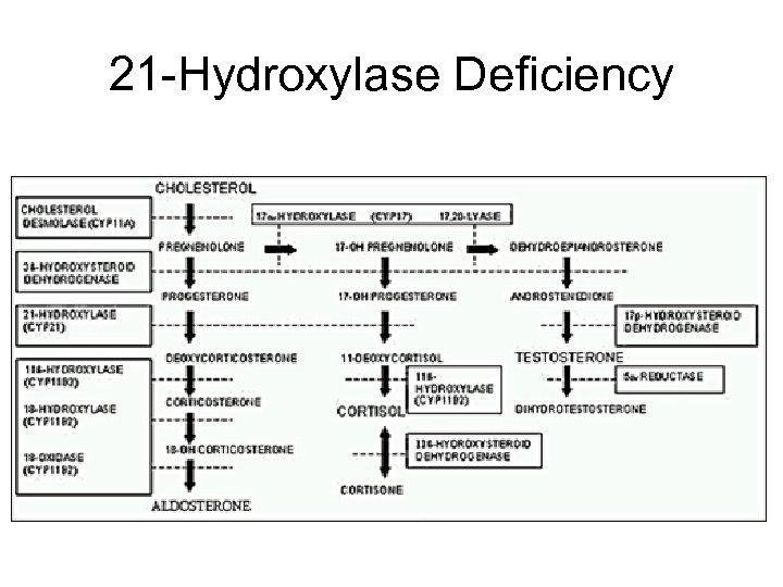 21 -Hydroxylase Deficiency 