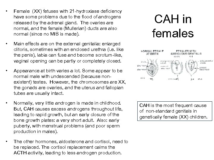  • Female (XX) fetuses with 21 -hydroxlase deficiency have some problems due to