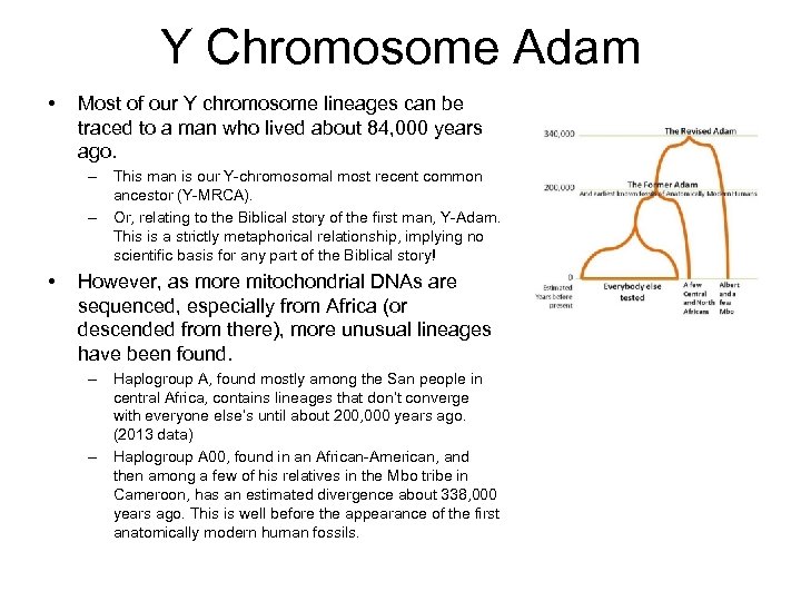 Y Chromosome Adam • Most of our Y chromosome lineages can be traced to