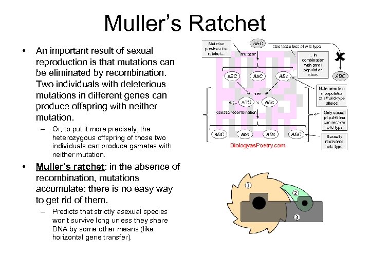 Muller’s Ratchet • An important result of sexual reproduction is that mutations can be