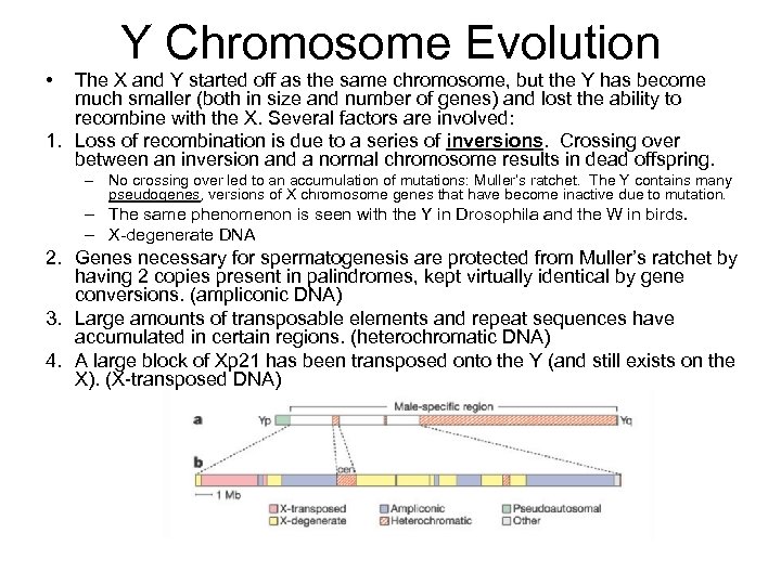 Y Chromosome Evolution • The X and Y started off as the same chromosome,