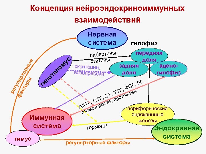 Концепция нейроэндокриноиммунных взаимодействий ре гу фа ляр то кт ор рн ы ые Нервная