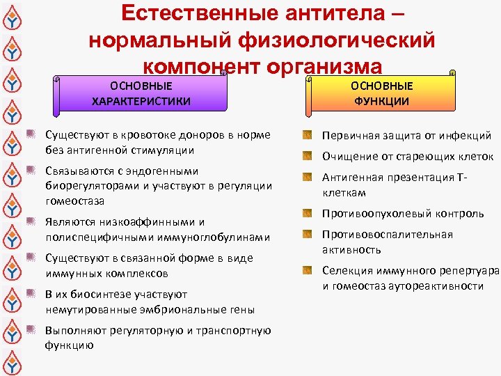 Естественные антитела – нормальный физиологический компонент организма ОСНОВНЫЕ ХАРАКТЕРИСТИКИ Существуют в кровотоке доноров в