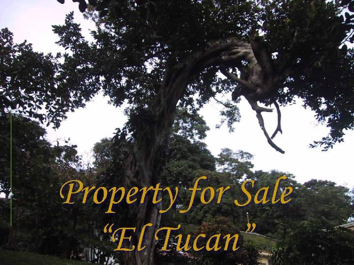 Property for Sale “El Tucan” 